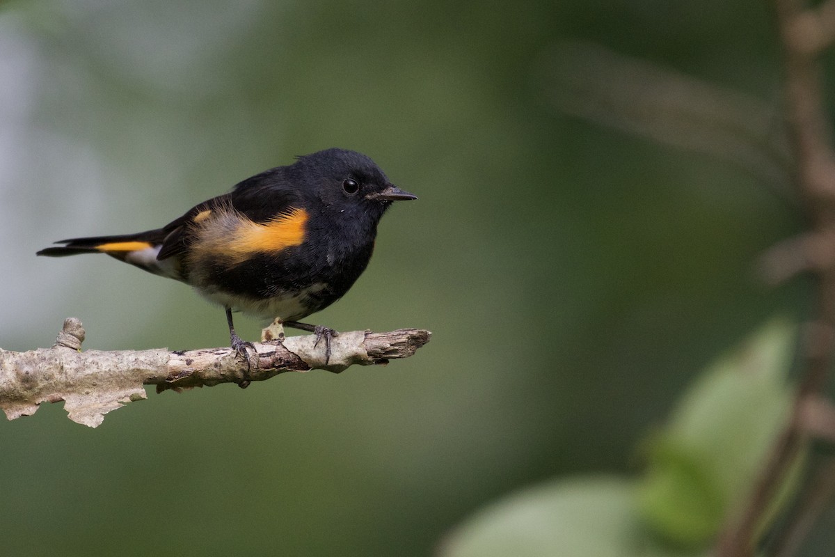 American Redstart - ML127063301