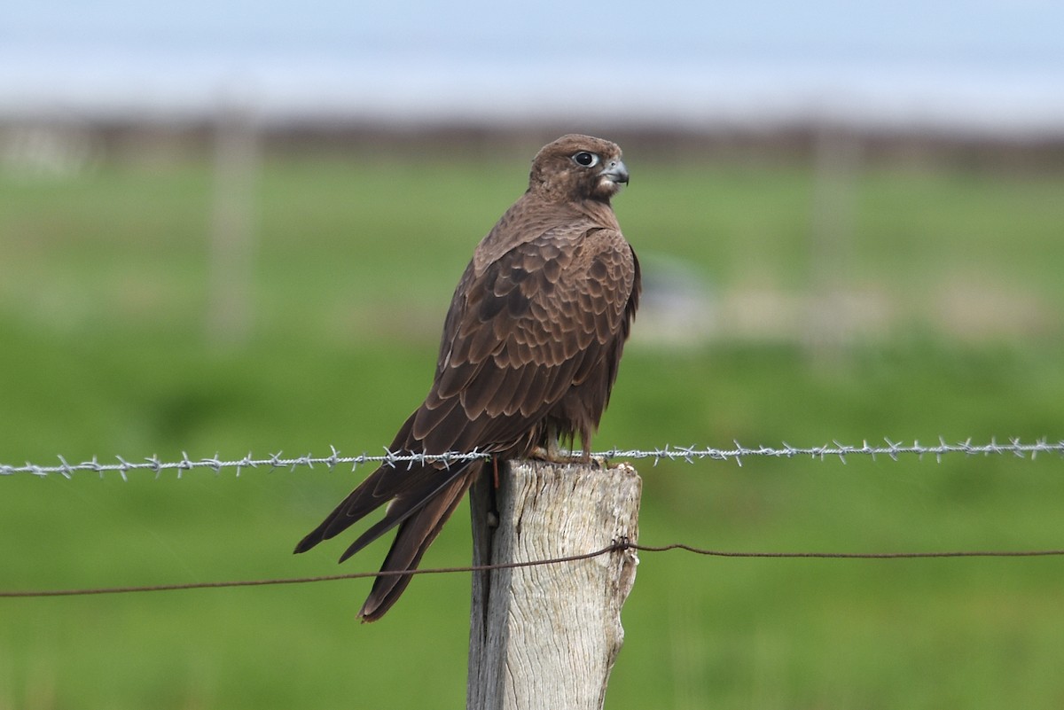Black Falcon - Michael Fuhrer