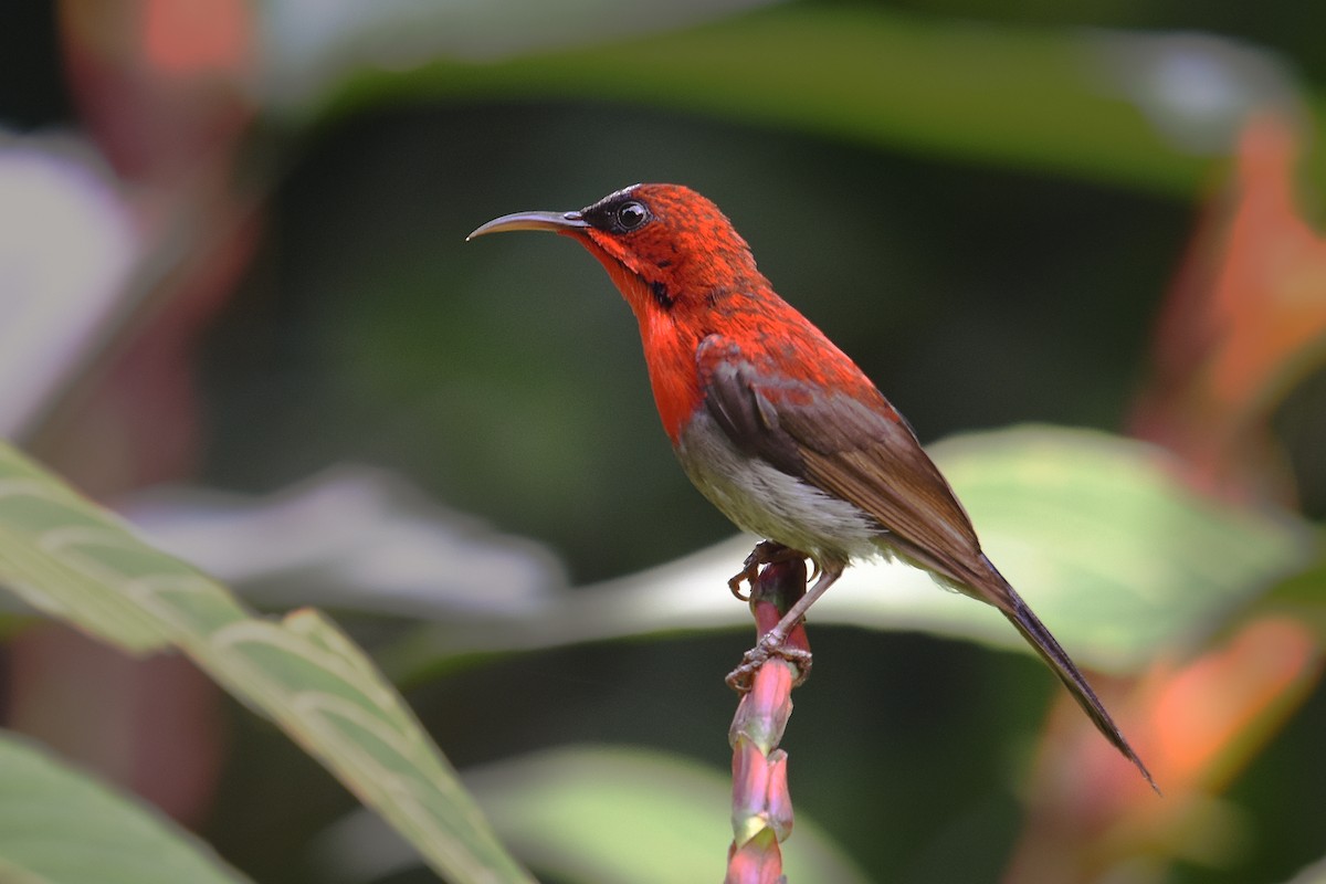 Crimson Sunbird - ML127063901