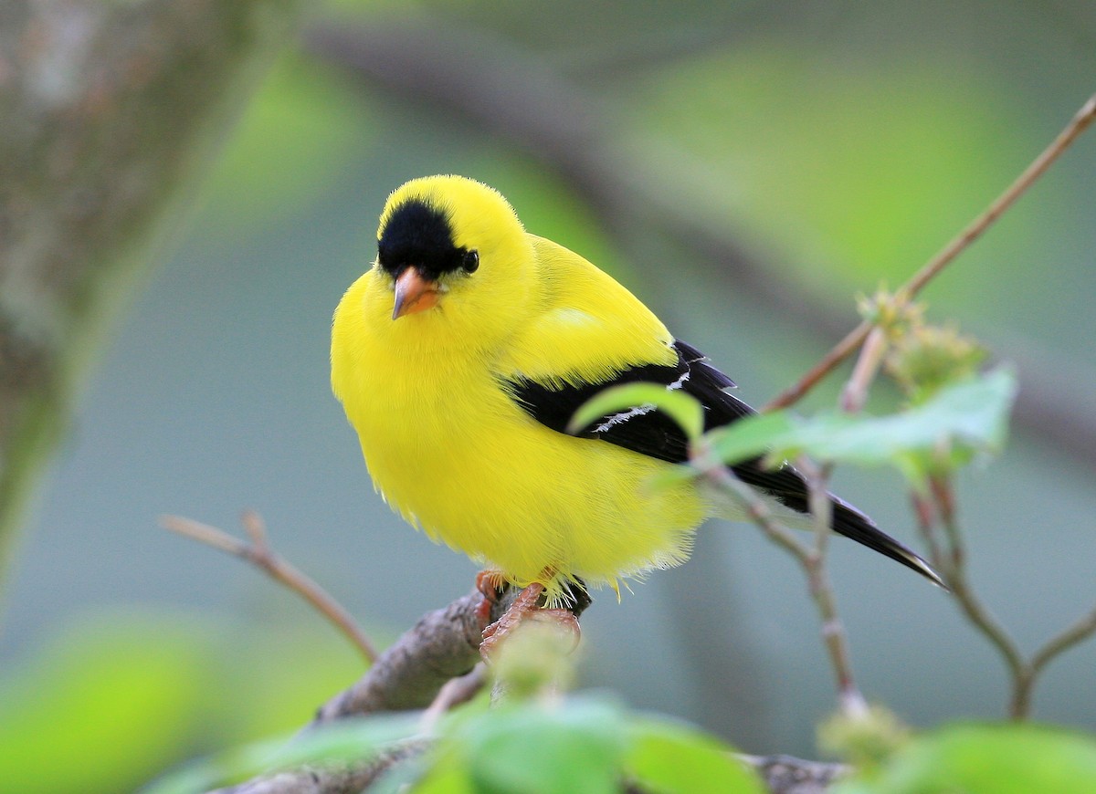 Chardonneret jaune - ML127064421