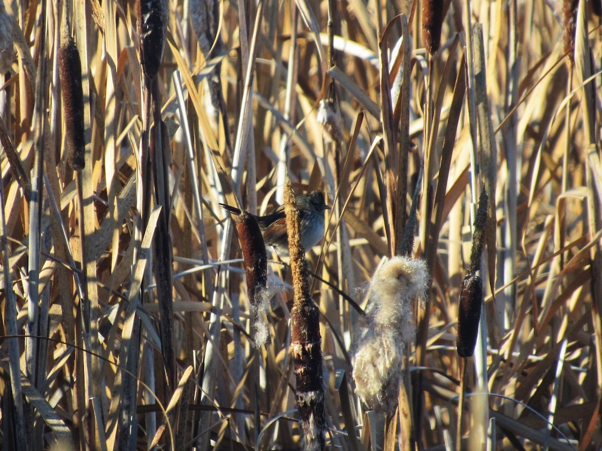 Swamp Sparrow - ML127066041