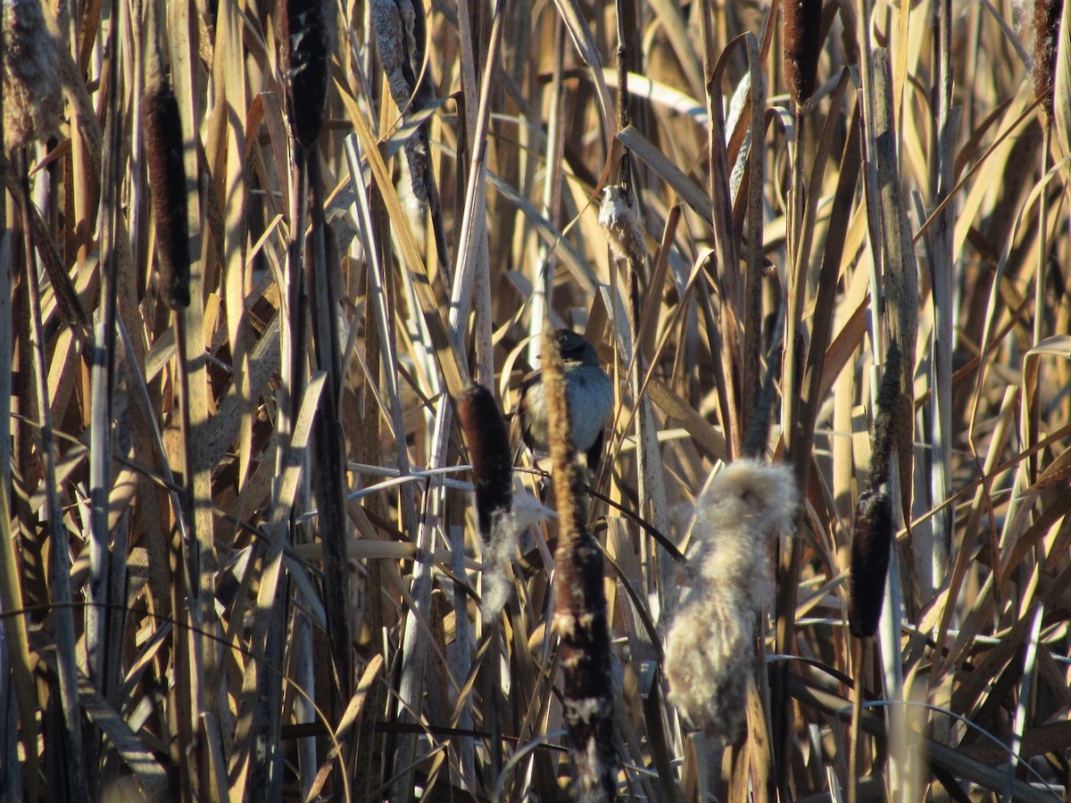 Swamp Sparrow - ML127066061