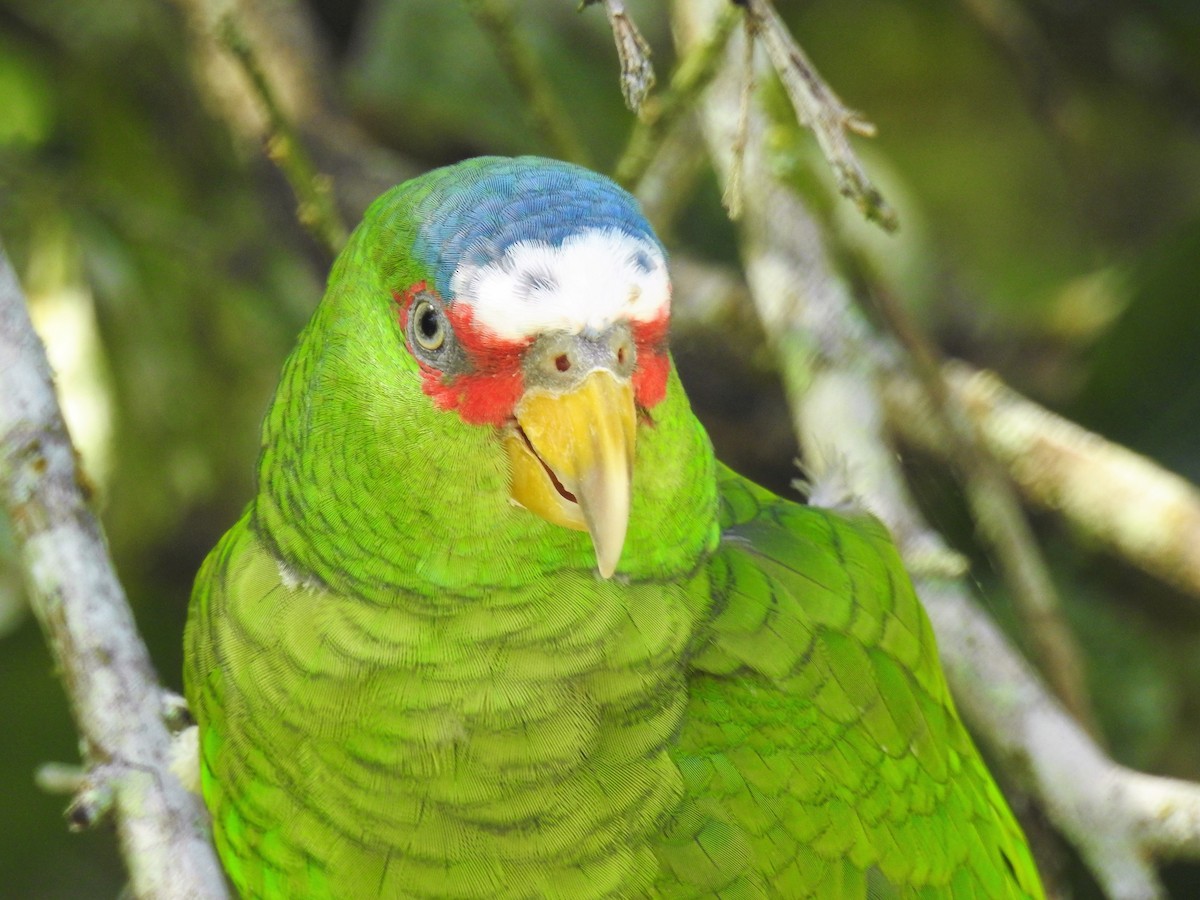 White-fronted Parrot - Michelle Little