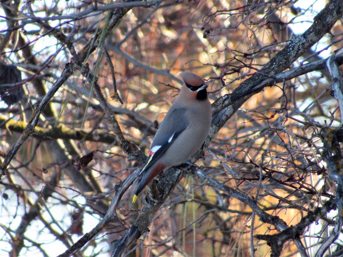 Bohemian Waxwing - ML127068231