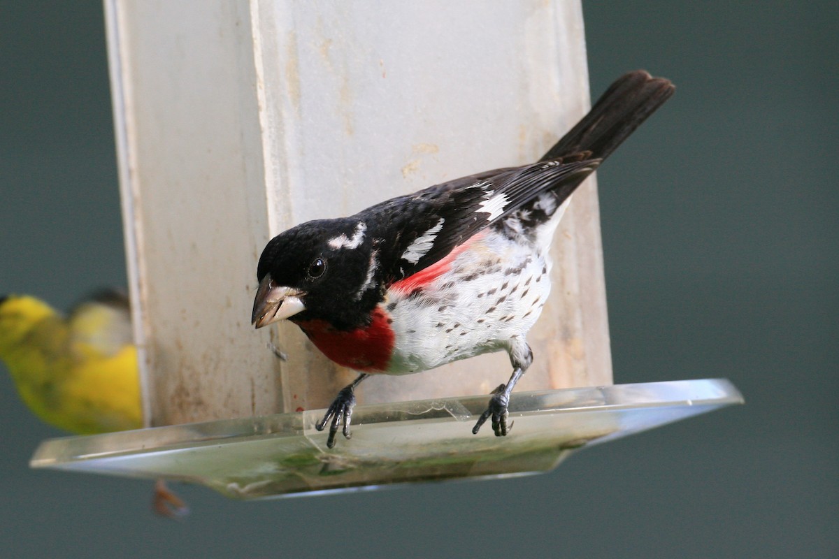 Rose-breasted Grosbeak - ML127068921