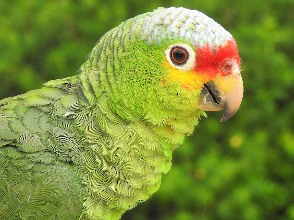 Red-lored Parrot - Michelle Little