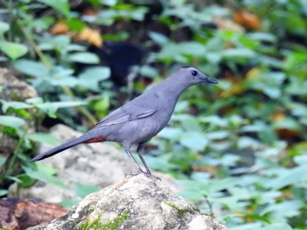 Pájaro Gato Gris - ML127070041