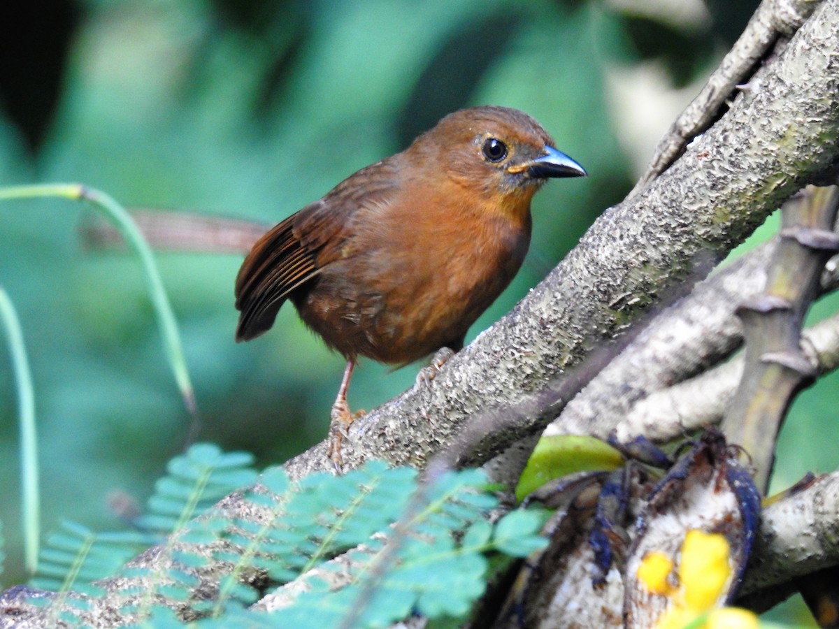 Red-throated Ant-Tanager - ML127071491