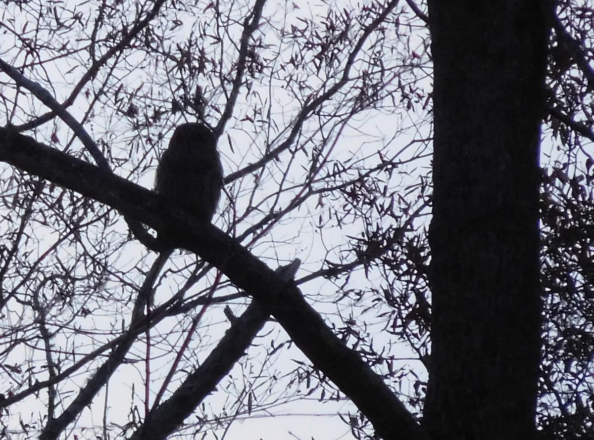Barred Owl - ML127072961