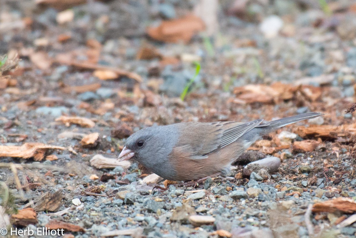 Dark-eyed Junco (Pink-sided) - ML127073051