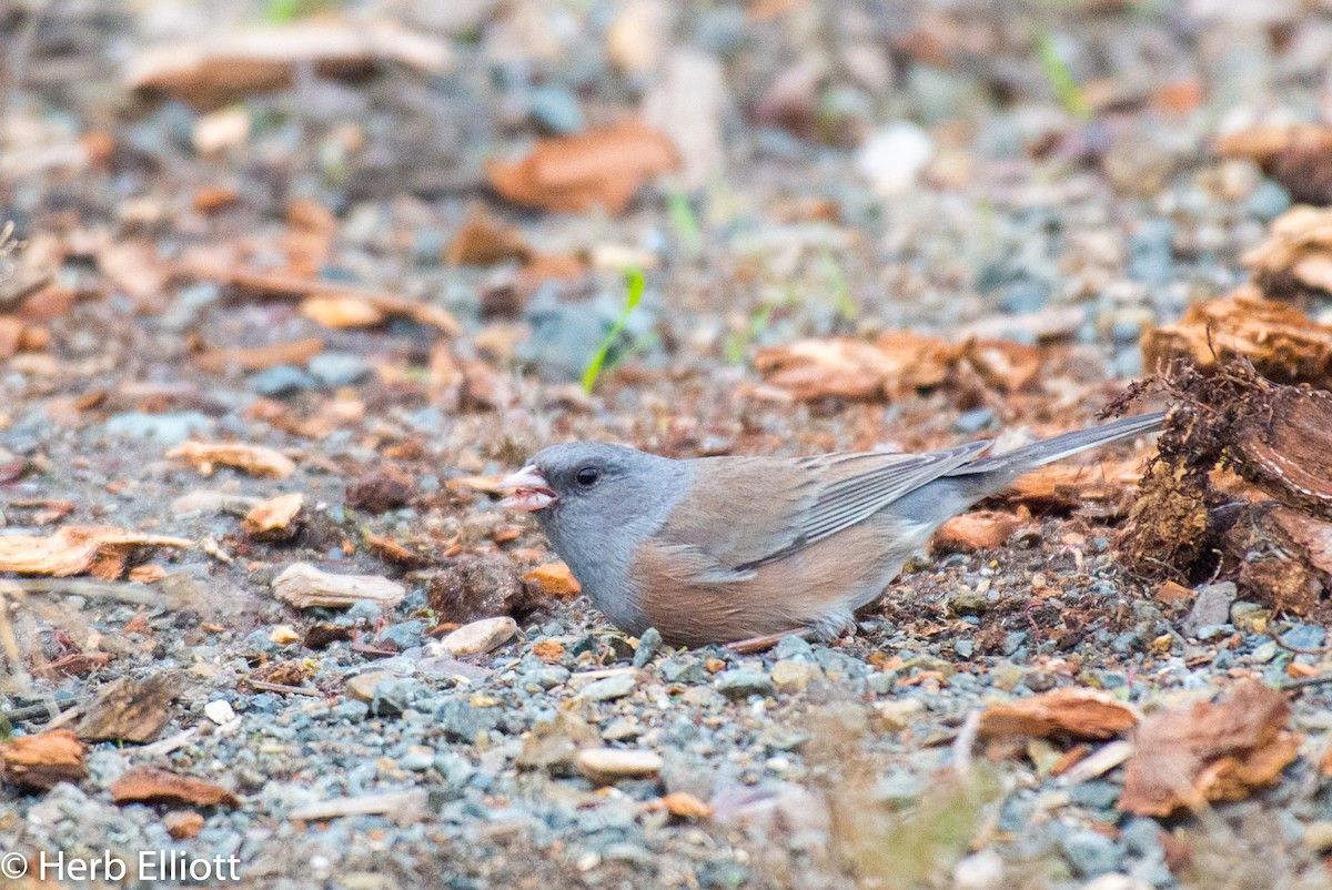 Dark-eyed Junco (Pink-sided) - ML127073071