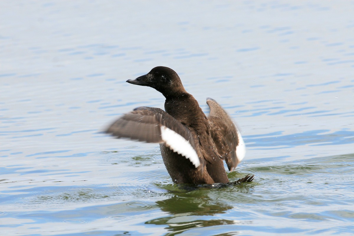 White-winged Scoter - ML127073151