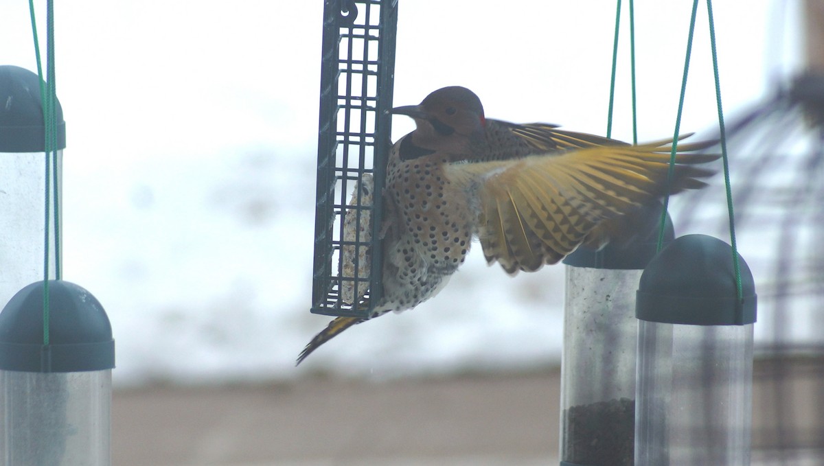 Northern Flicker (Yellow-shafted) - shawn chapman