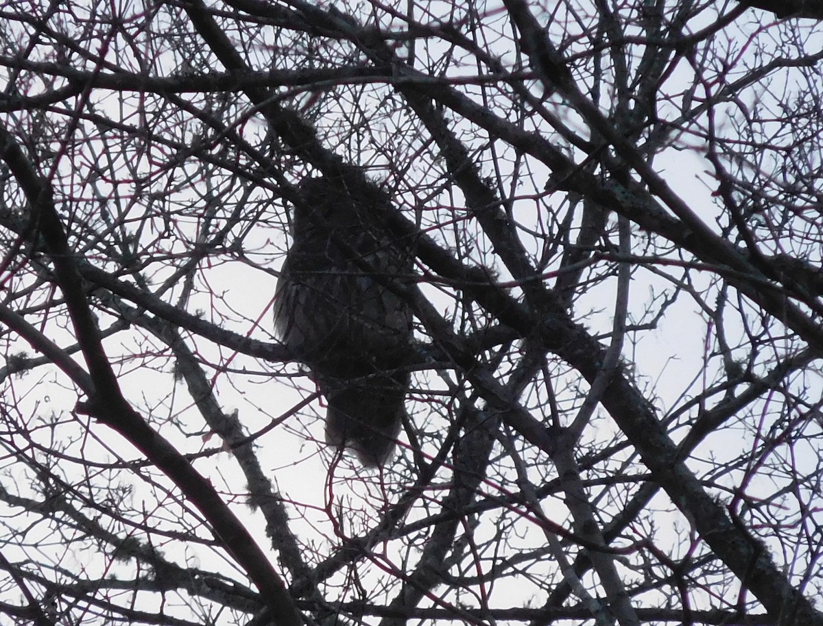 Barred Owl - ML127073281