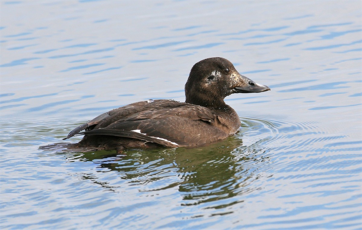 White-winged Scoter - ML127073351