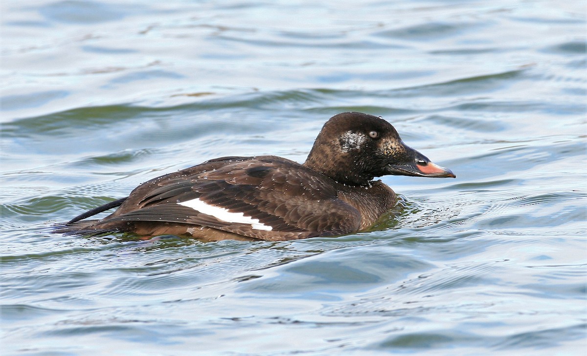 White-winged Scoter - ML127073911