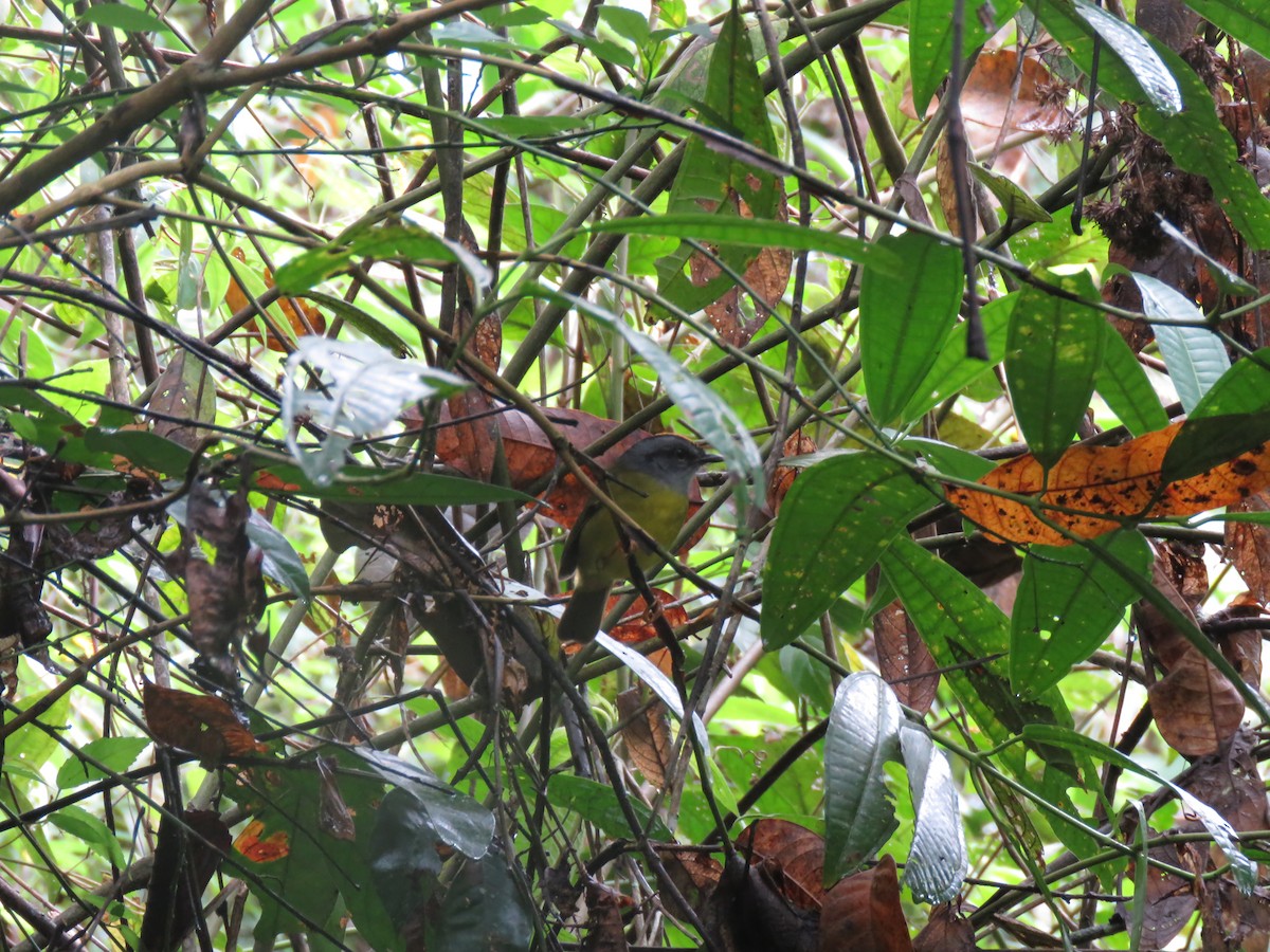 Russet-crowned Warbler - ML127074641