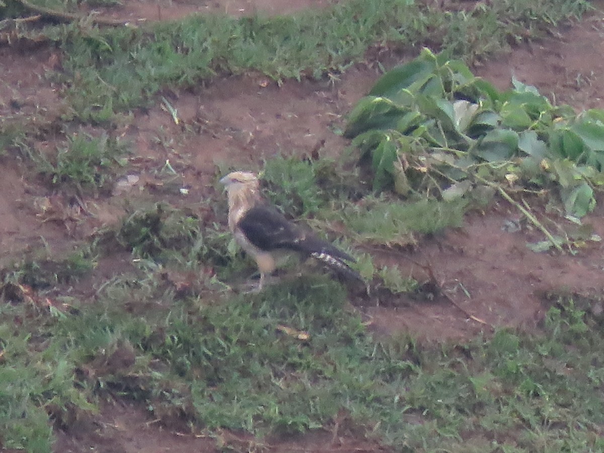 Yellow-headed Caracara - ML127074901