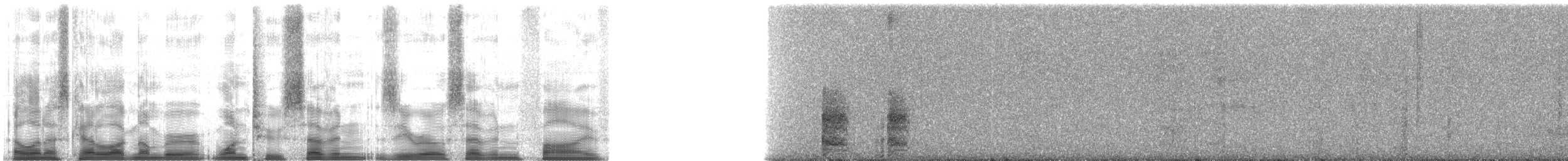 Guayaquil Squirrel - ML127075