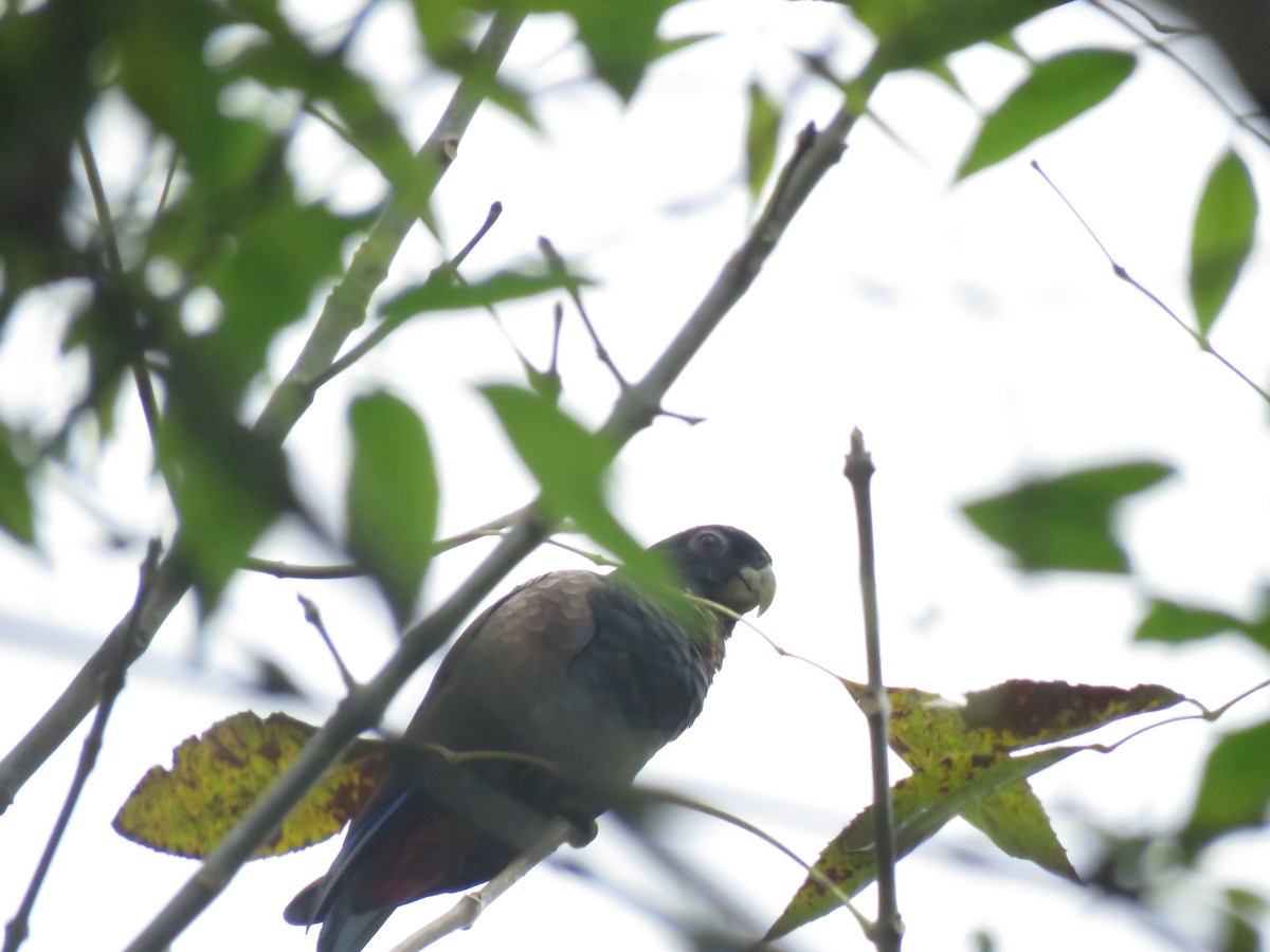 Bronze-winged Parrot - ML127075591