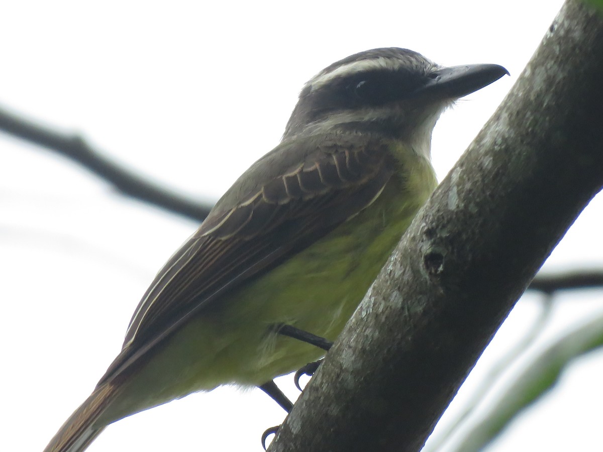 Golden-bellied Flycatcher - ML127076551