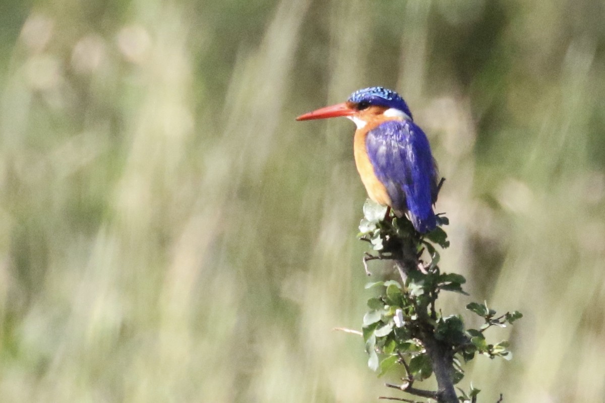 Malachite Kingfisher - Glen Chapman