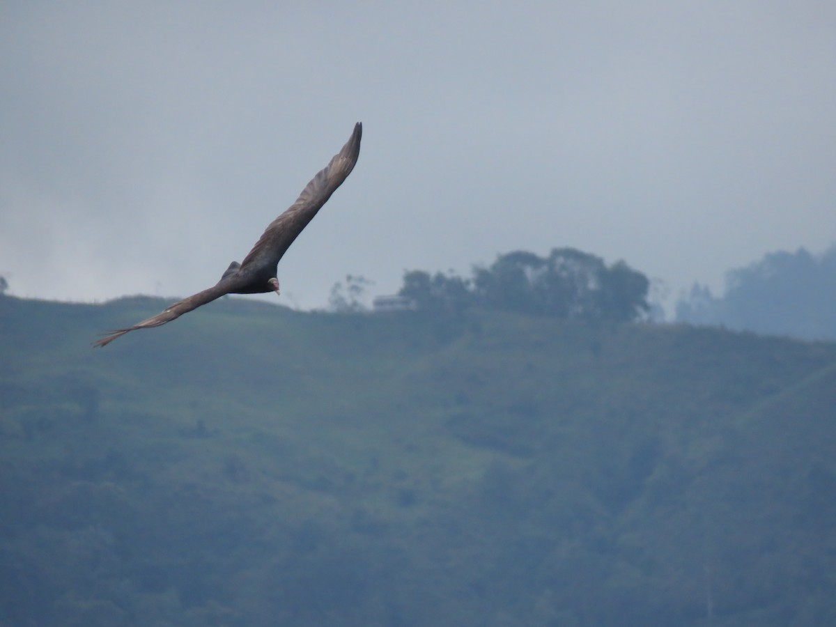 Turkey Vulture - ML127077521