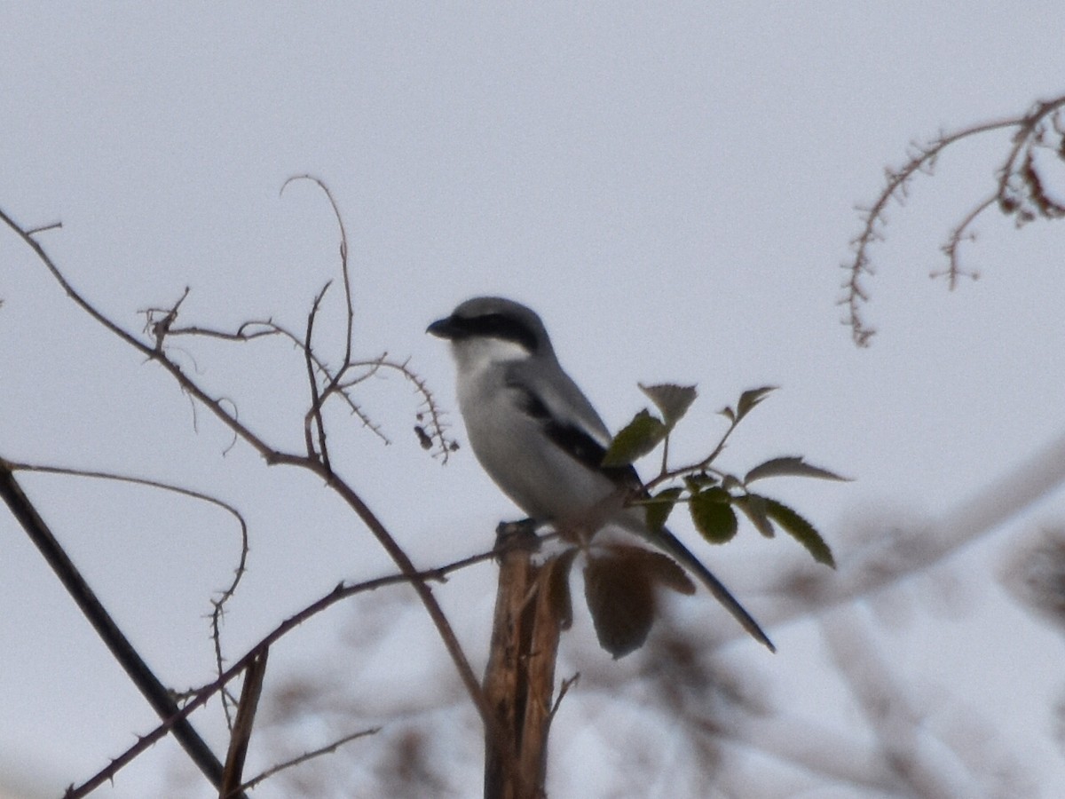 Loggerhead Shrike - ML127077651