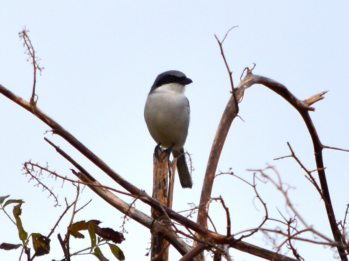 Loggerhead Shrike - ML127077661