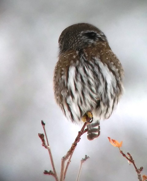 Northern Pygmy-Owl - ML127078491