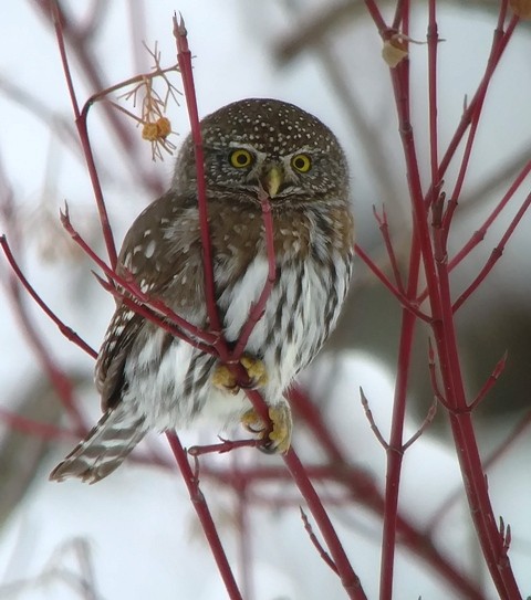 Northern Pygmy-Owl - Kristin Purdy