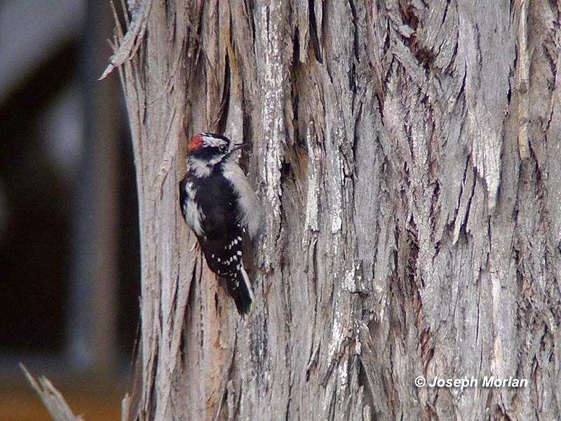 Downy Woodpecker - ML127079561