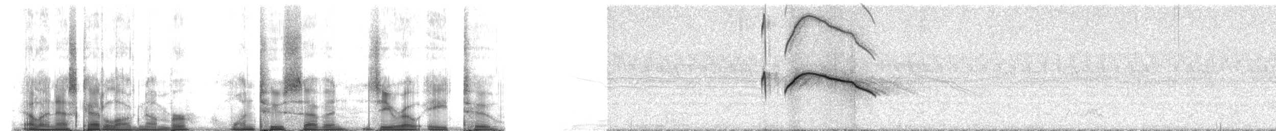 White-tailed Nightjar - ML127082