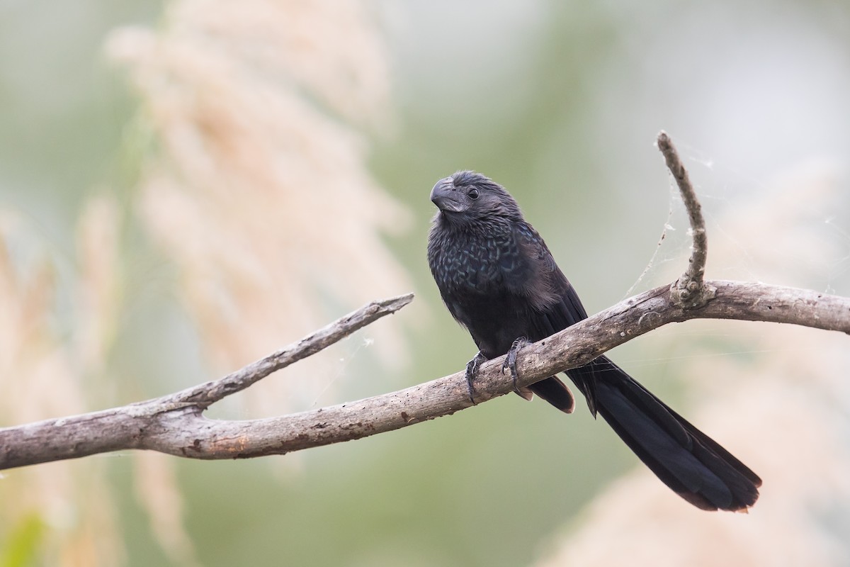 Groove-billed Ani - Ryan Sanderson