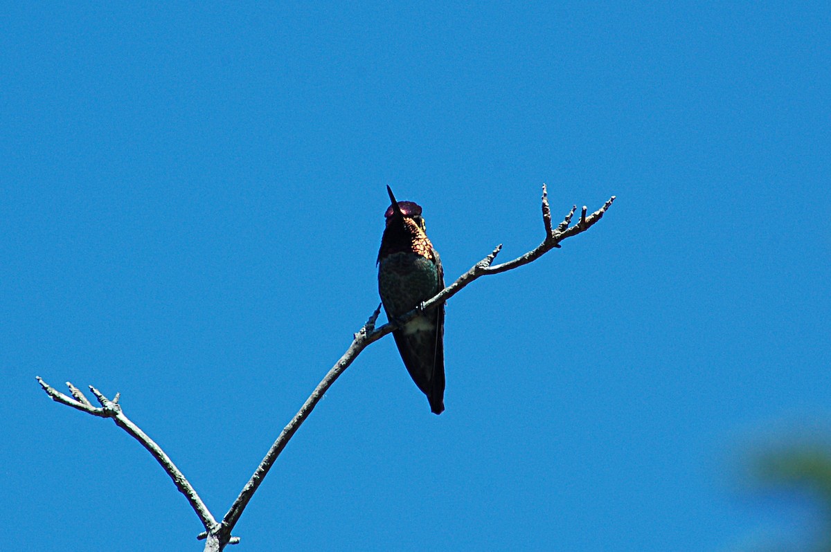 Anna's Hummingbird - ML127084041