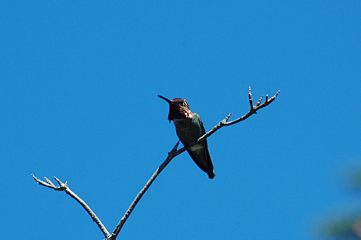 Anna's Hummingbird - ML127084051