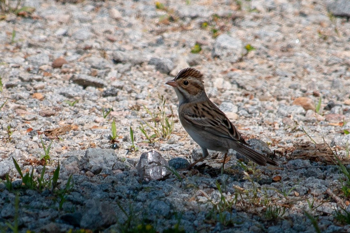 Clay-colored Sparrow - Susan Weber