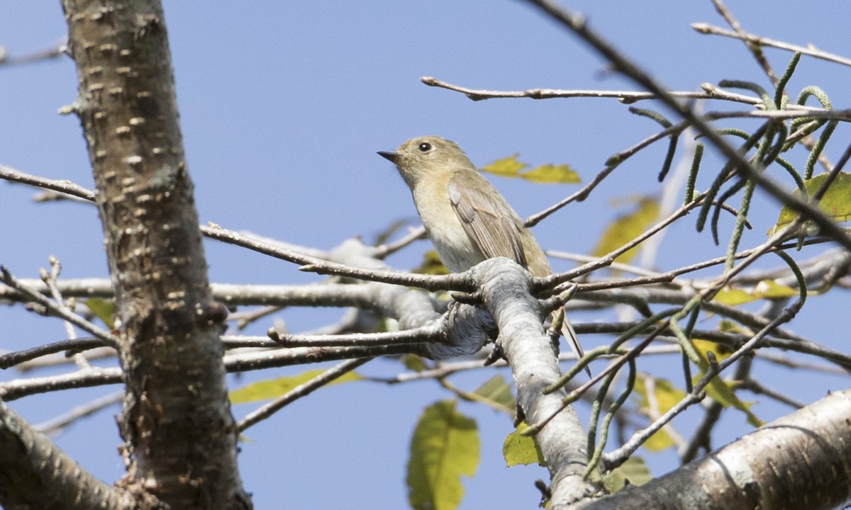 Sapphire Flycatcher - Brian Sullivan