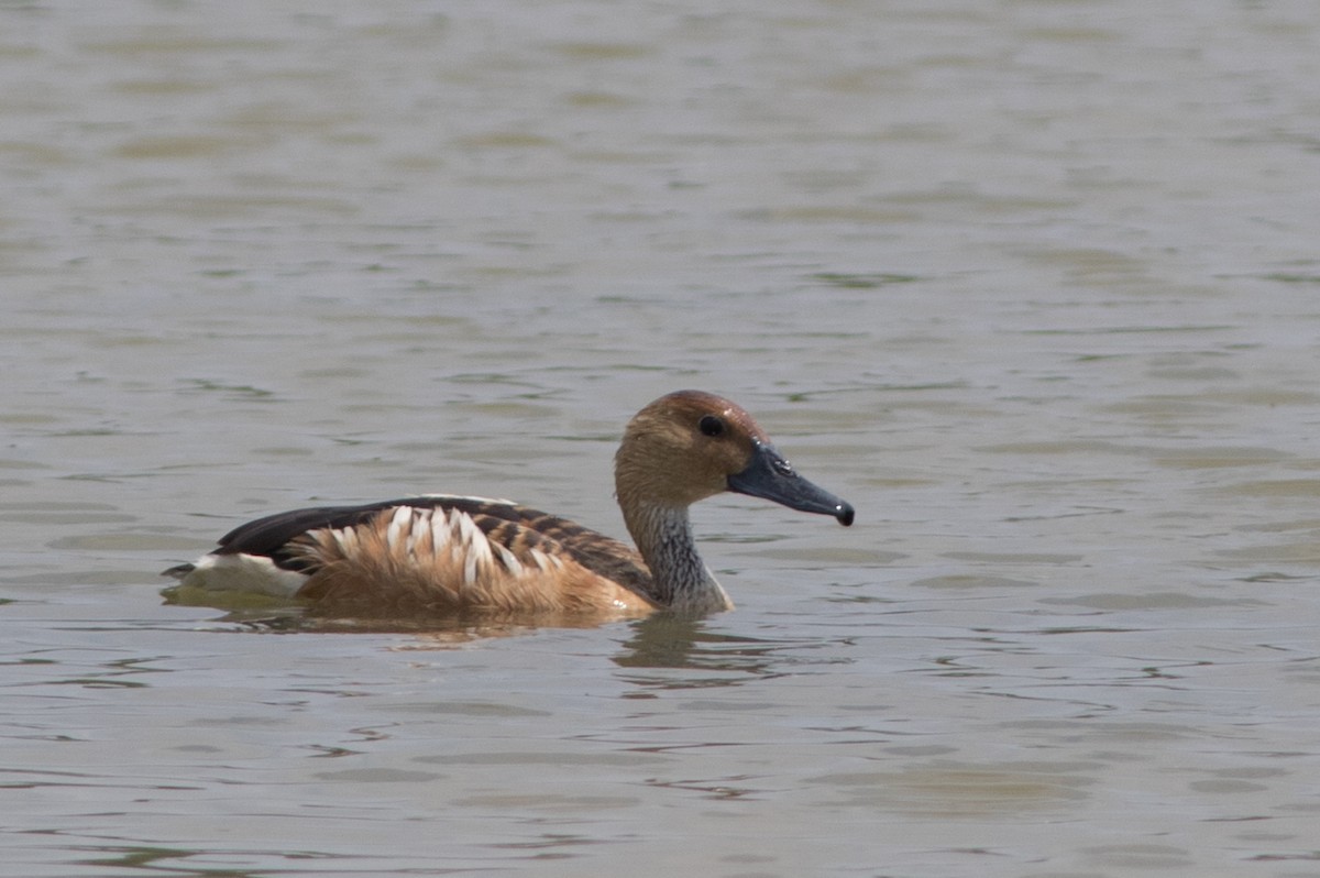 Fulvous Whistling-Duck - ML127084771