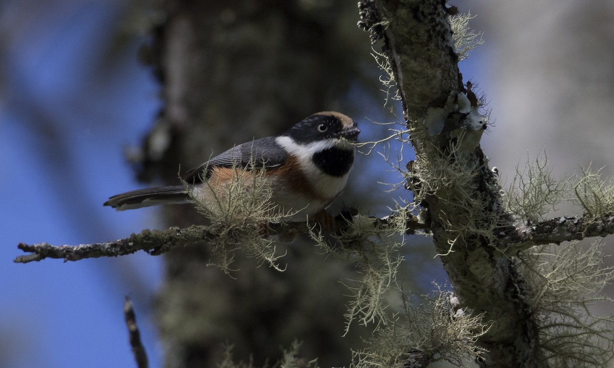 Black-throated Tit (Black-throated) - ML127084811