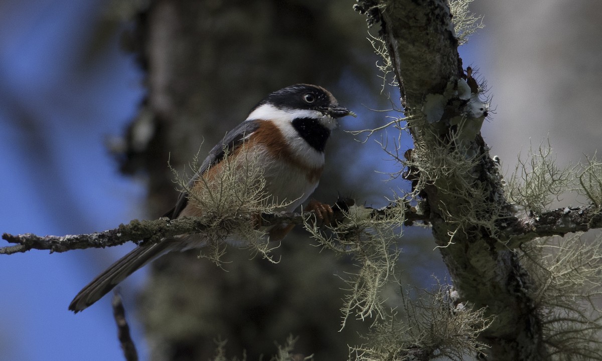 Black-throated Tit (Black-throated) - ML127084841