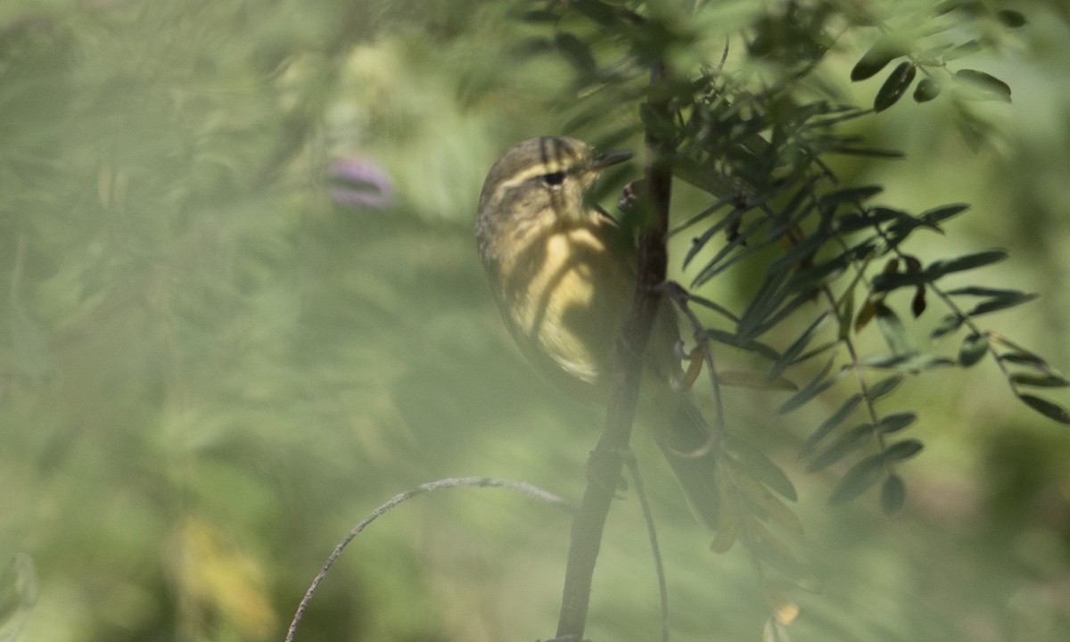 Buff-throated Warbler - ML127084891