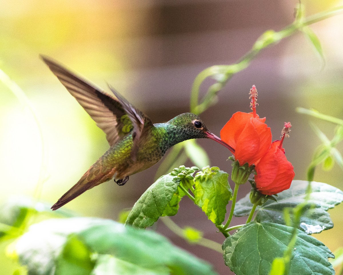 Buff-bellied Hummingbird - ML127084911