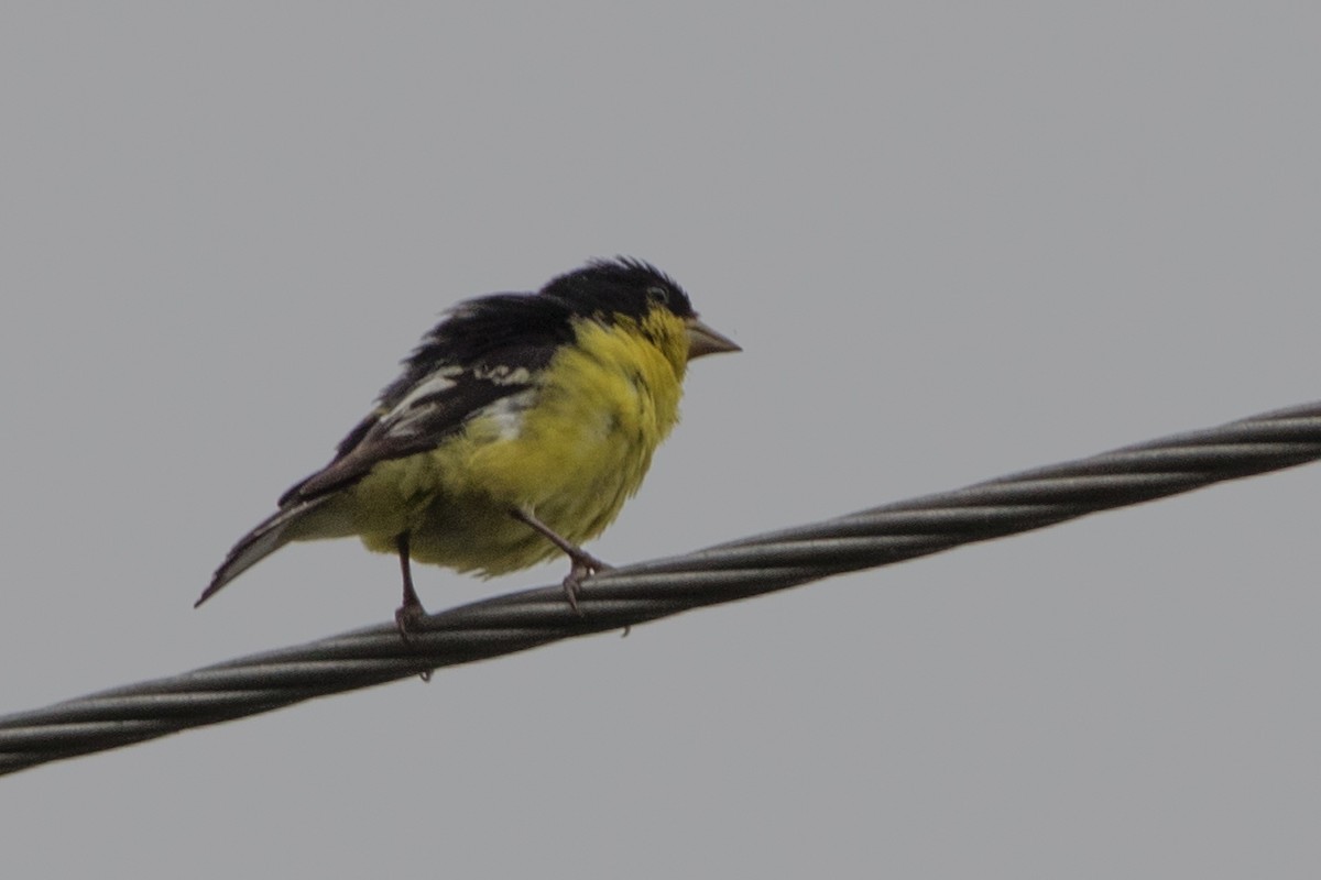 Lesser Goldfinch - ML127085081