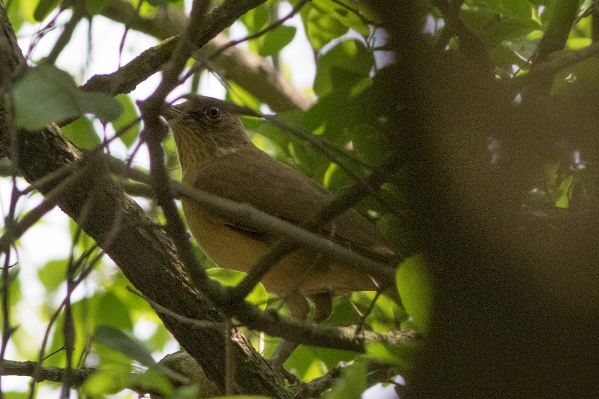 Clay-colored Thrush - ML127085101