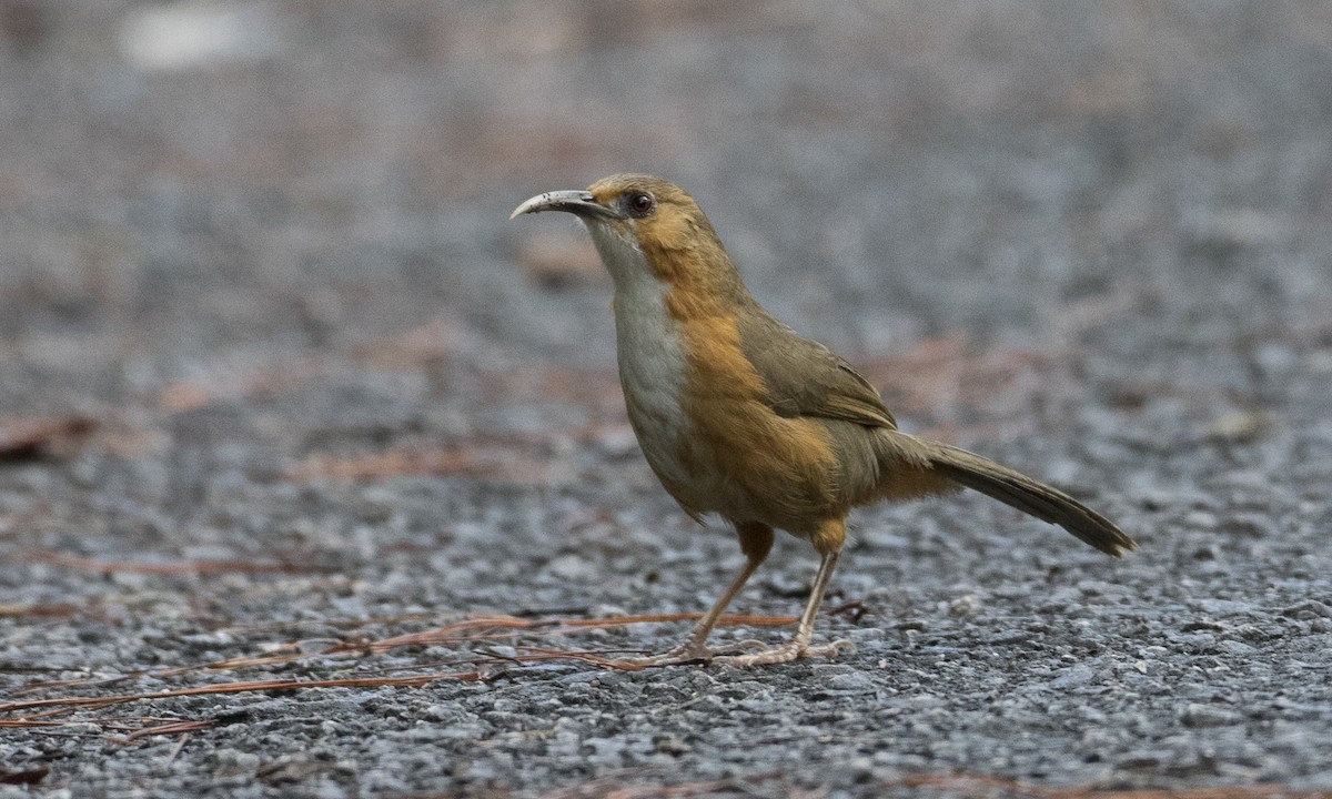 Rusty-cheeked Scimitar-Babbler - ML127085171