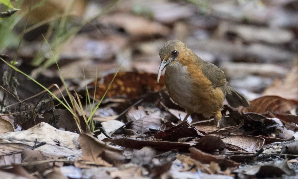 Rusty-cheeked Scimitar-Babbler - Brian Sullivan