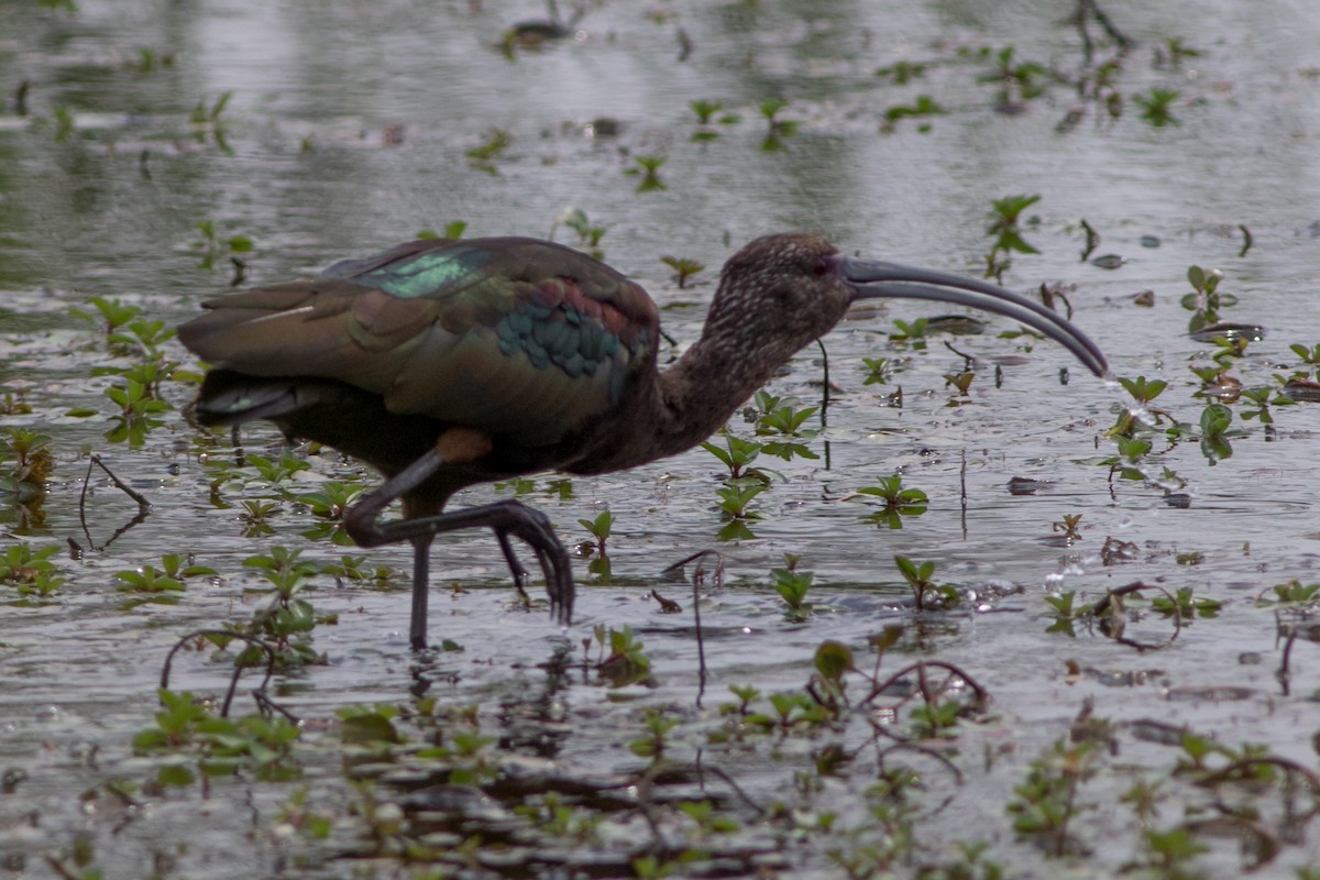 White-faced Ibis - ML127085241