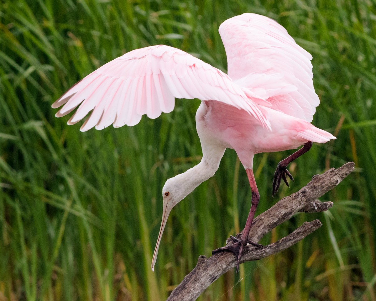 Roseate Spoonbill - ML127085251