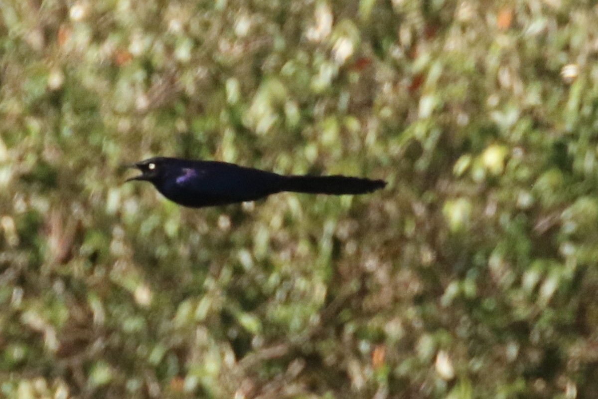 Rüppell's Starling - ML127086381